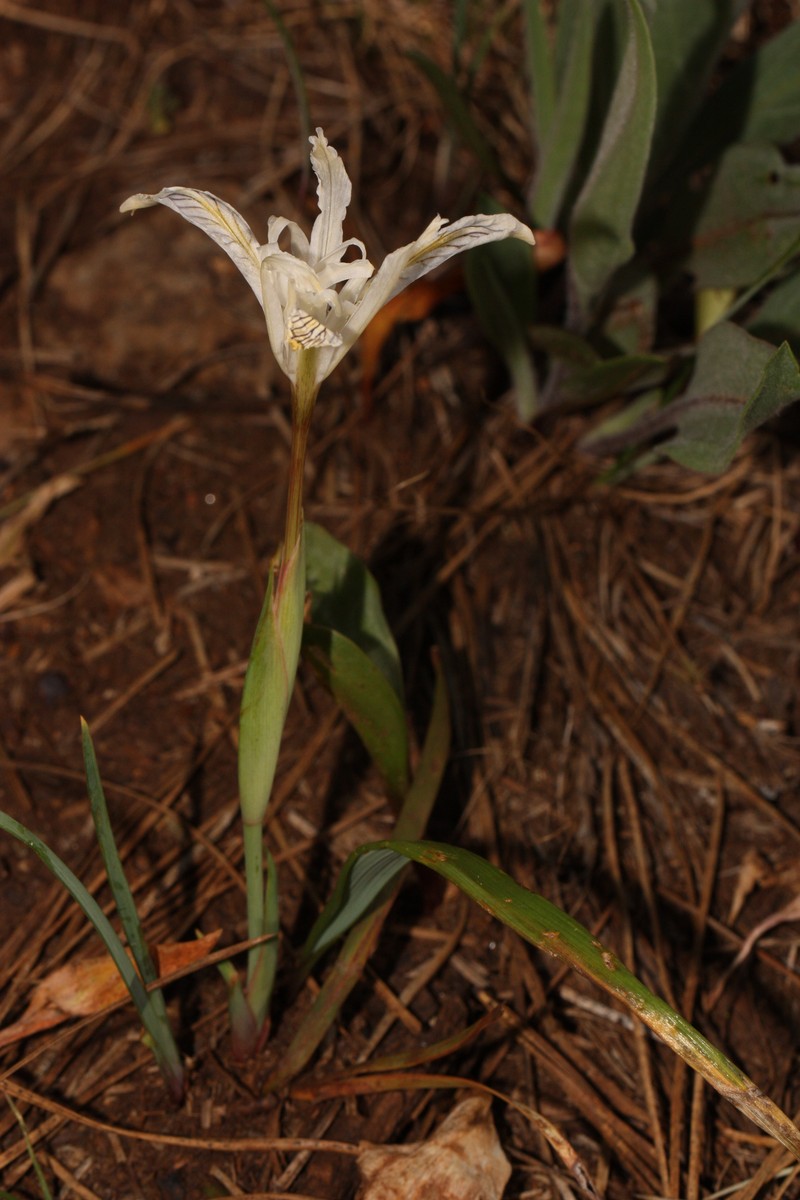 Yellowleaf Iris photo 3