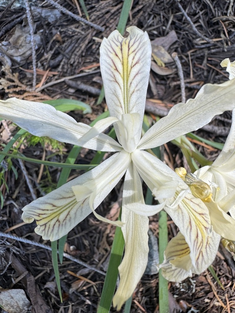 Yellowleaf Iris