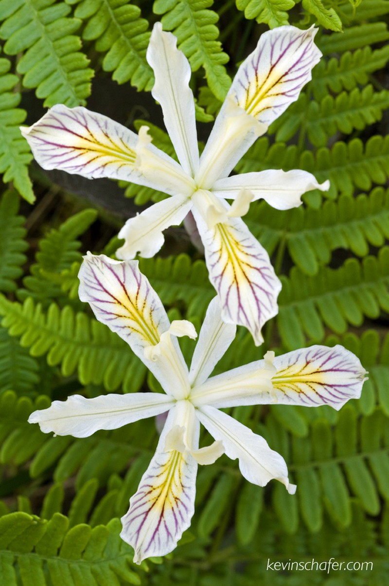 Yellowleaf Iris photo 2
