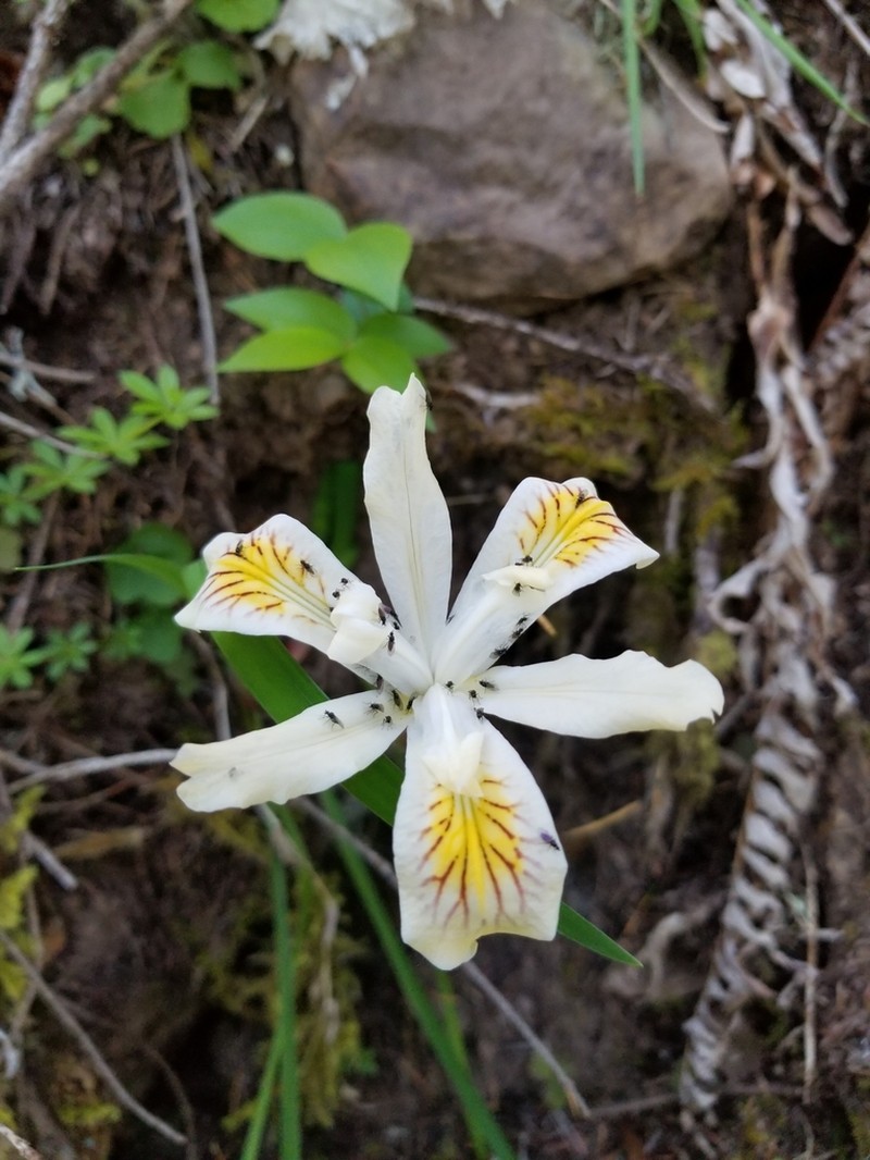 Yellowleaf Iris photo 3