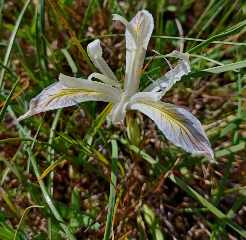 Yellowleaf Iris photo 4