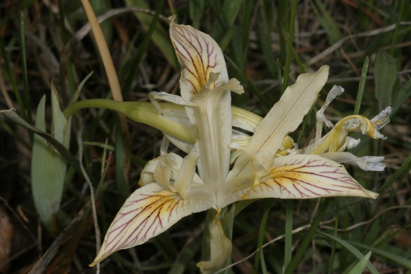 Yellowleaf Iris photo 5
