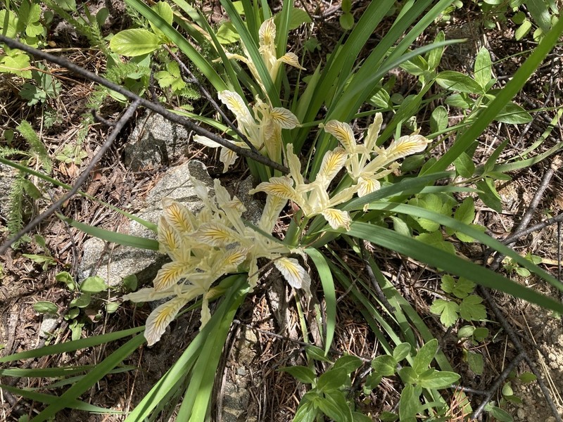 Yellowleaf Iris photo 6