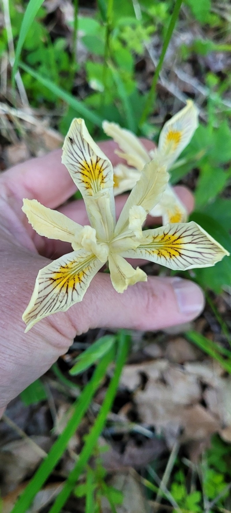Yellowleaf Iris photo 7