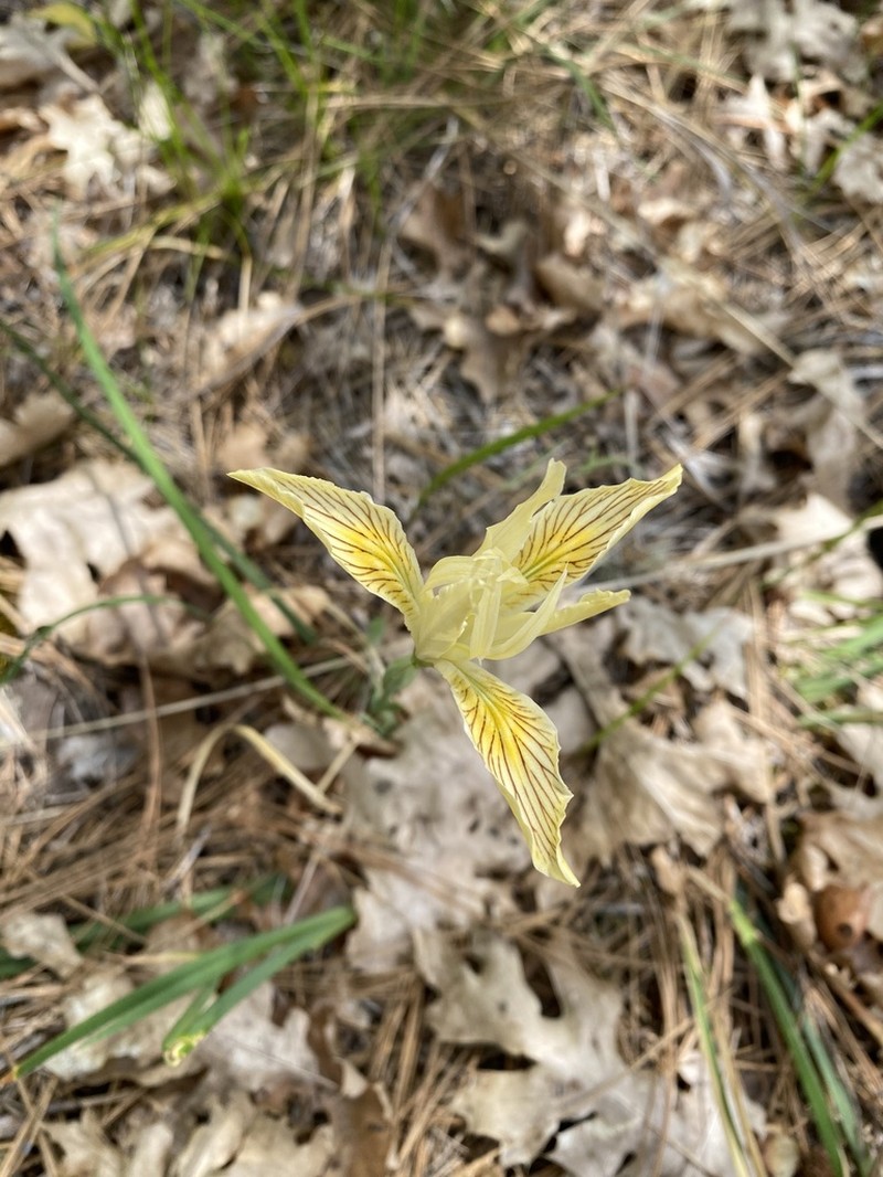 Yellowleaf Iris photo 8