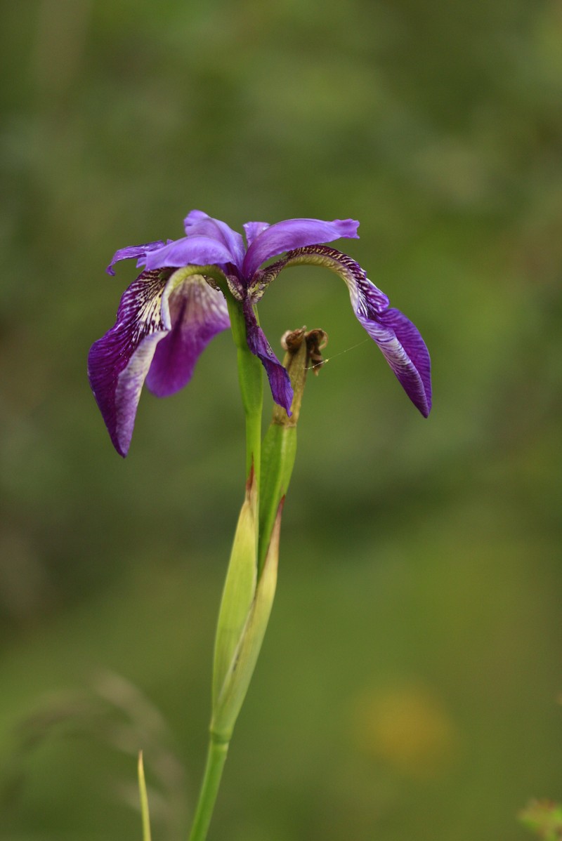 Iris clarkei