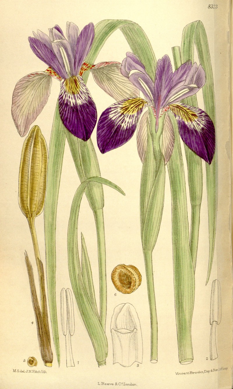 Iris clarkei photo 2
