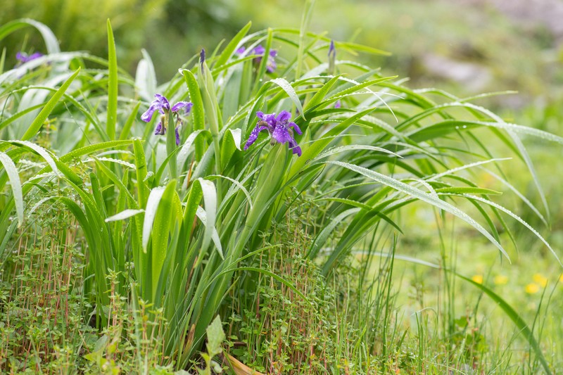 Iris clarkei photo 3