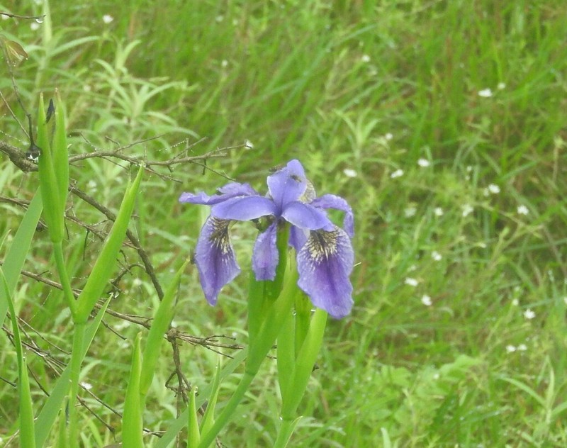 Iris clarkei photo 4