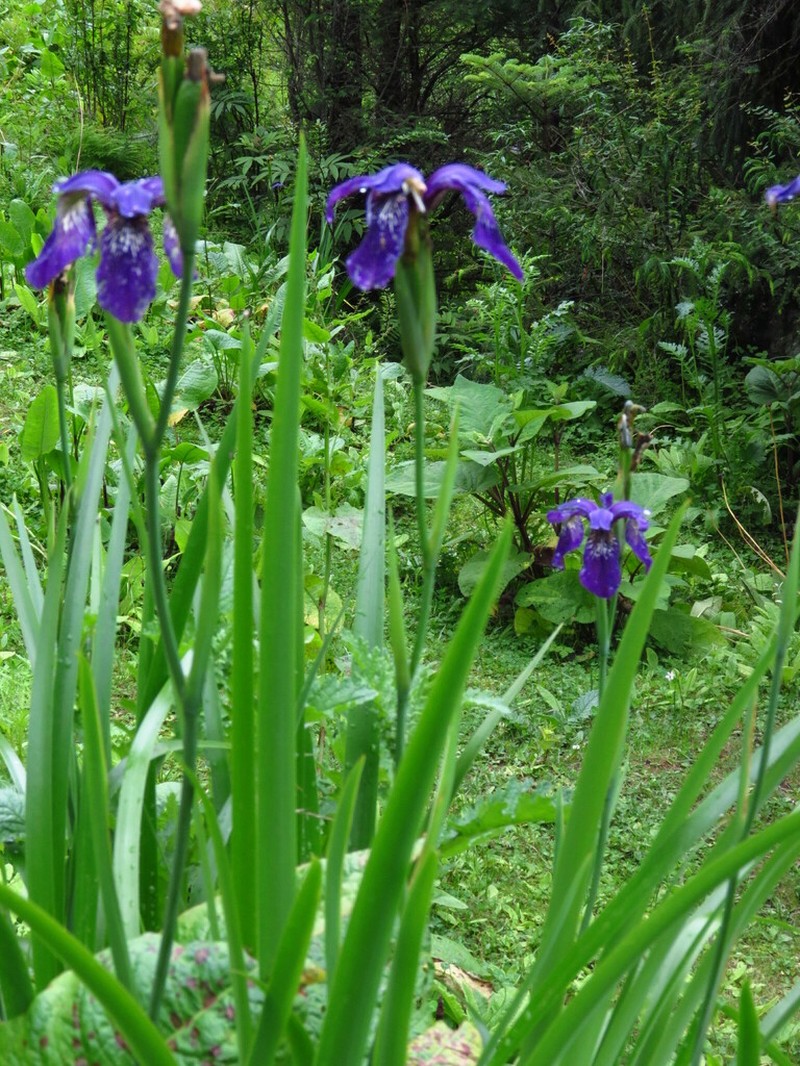 Iris clarkei photo 5