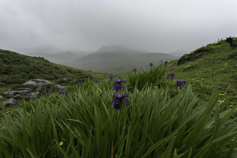 Iris clarkei photo 6