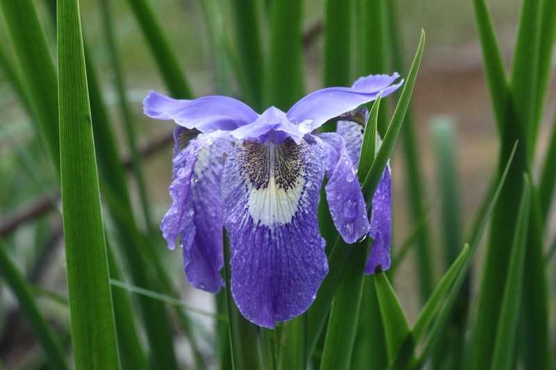 Iris clarkei photo 7