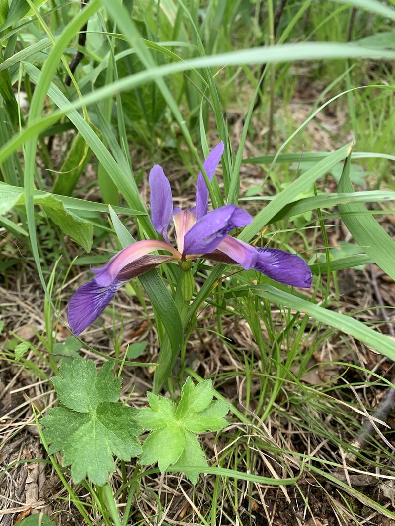 Iris colchica