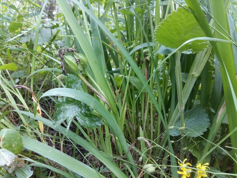 Iris colchica photo 2