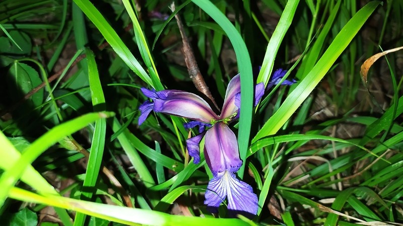 Iris colchica photo 3