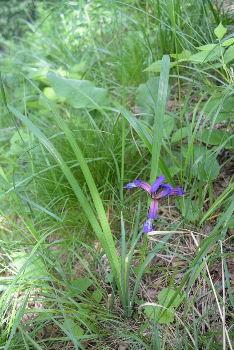 Iris colchica photo 4