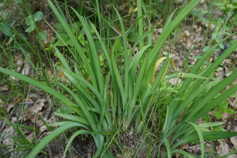 Iris colchica photo 5