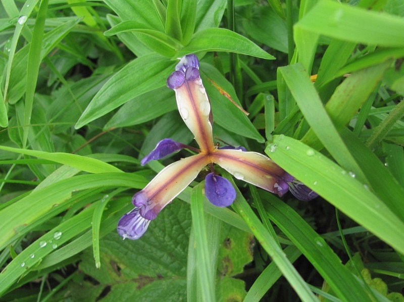 Iris colchica photo 6