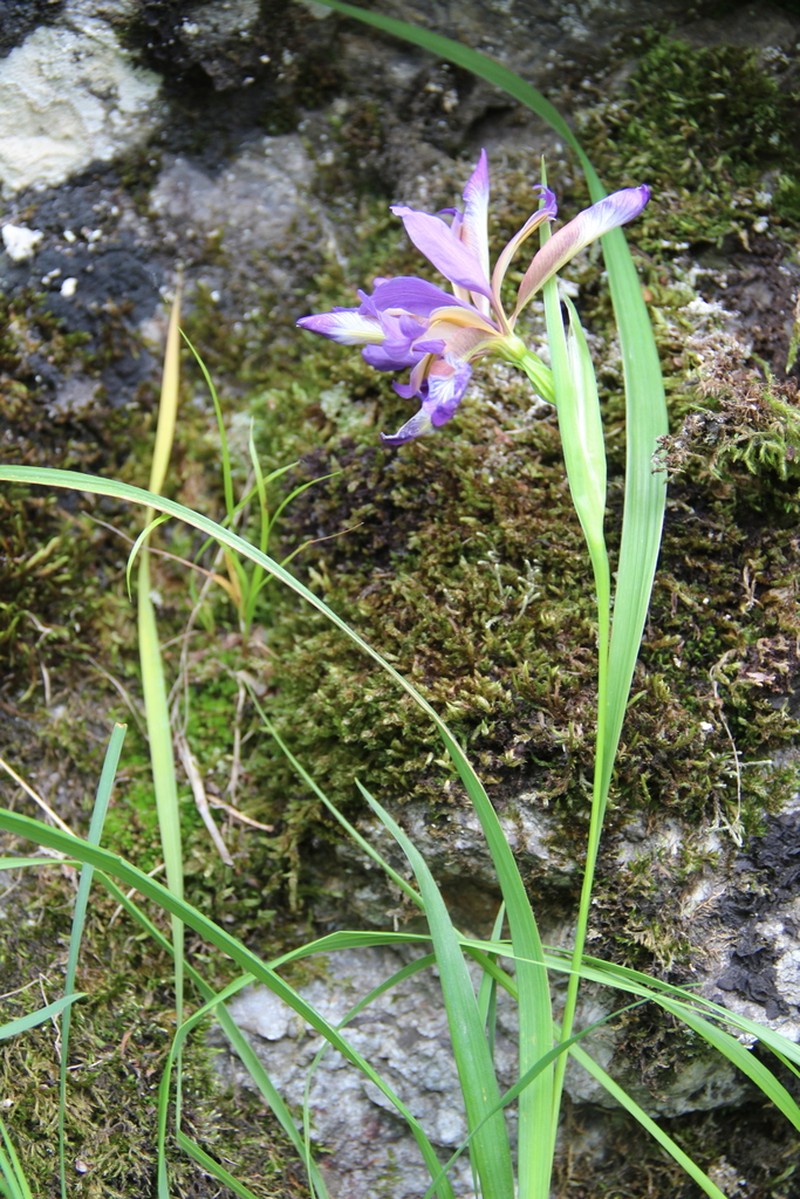 Iris colchica photo 8