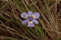 Iris collettii