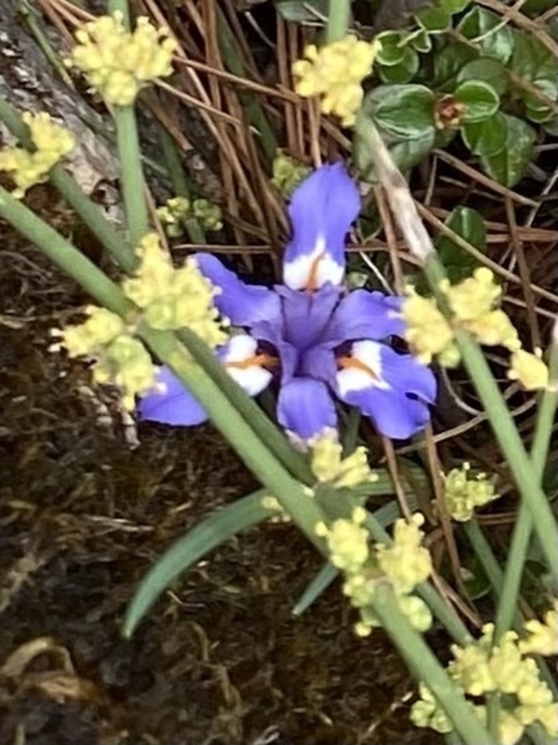 Iris collettii photo 2