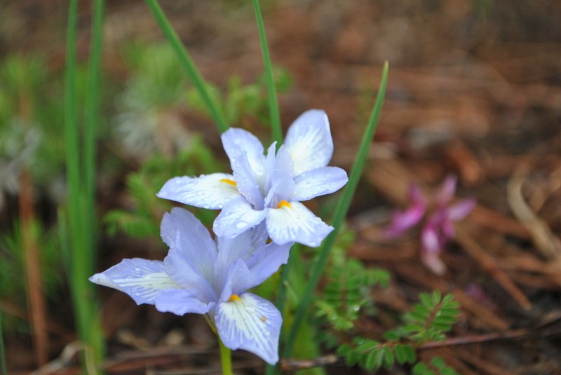 Iris collettii photo 3