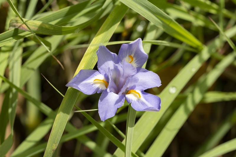 Iris collettii photo 4