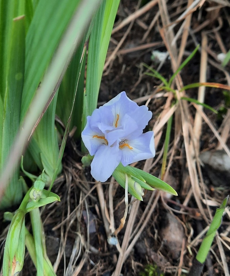 Iris collettii photo 5