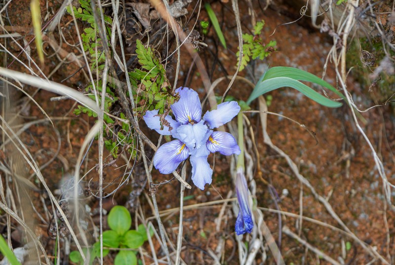Iris collettii photo 6