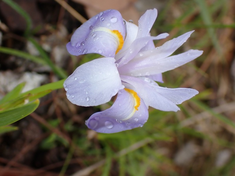 Iris collettii photo 7