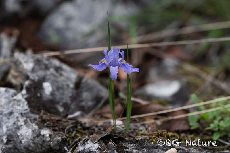 Iris collettii photo 8