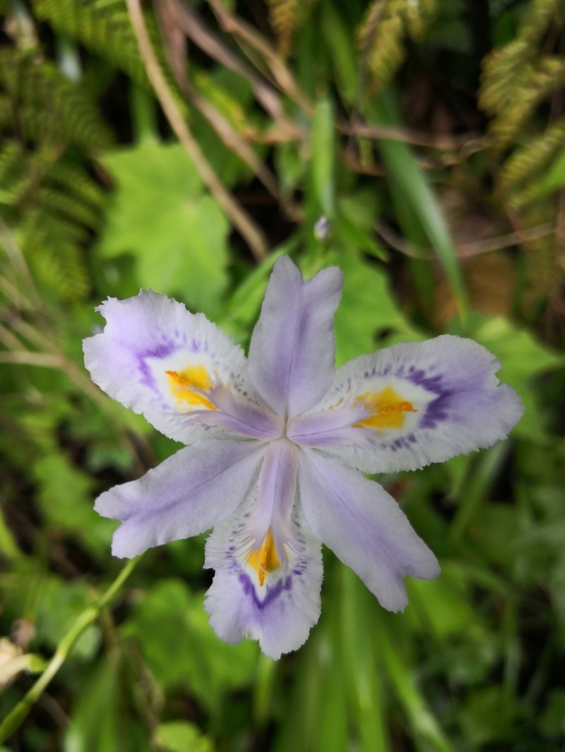 Iris confusa photo 2