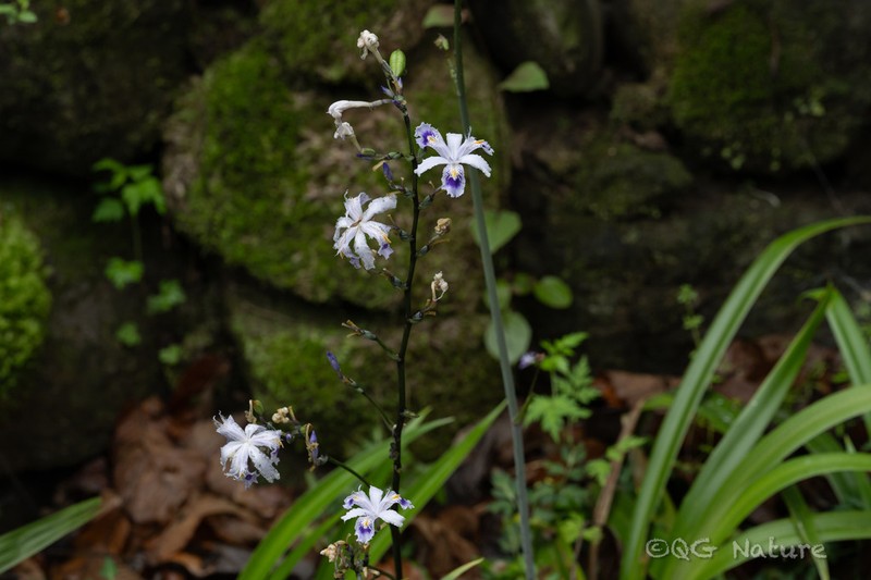 Iris confusa photo 3