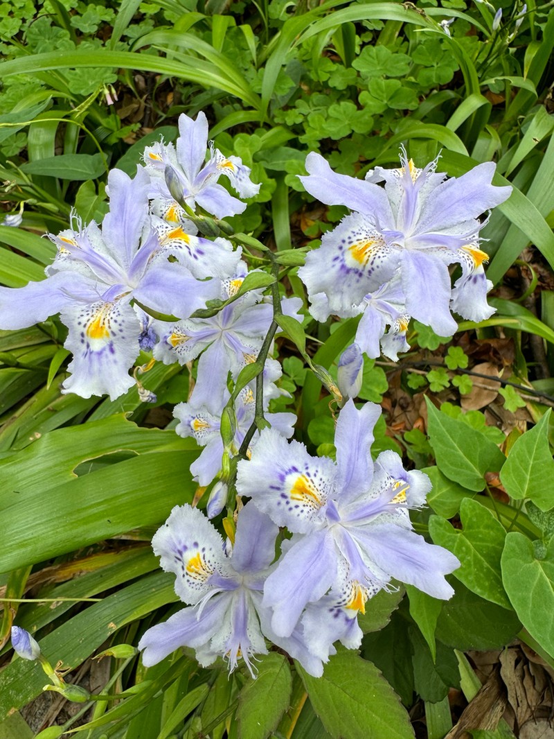 Iris confusa photo 4