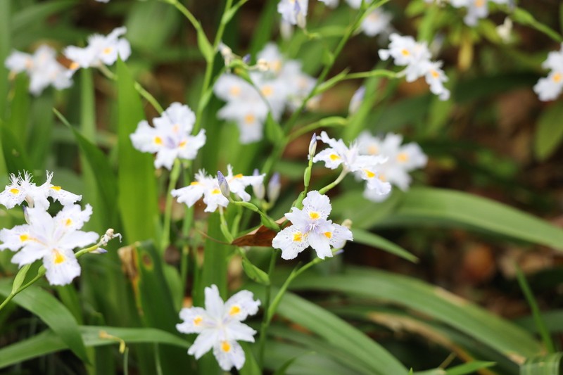 Iris confusa photo 5