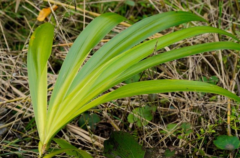 Iris confusa photo 6