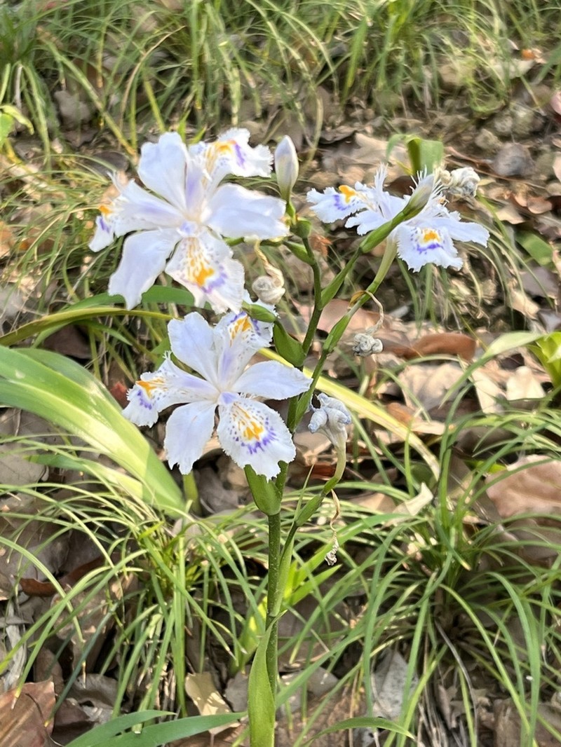 Iris confusa photo 7