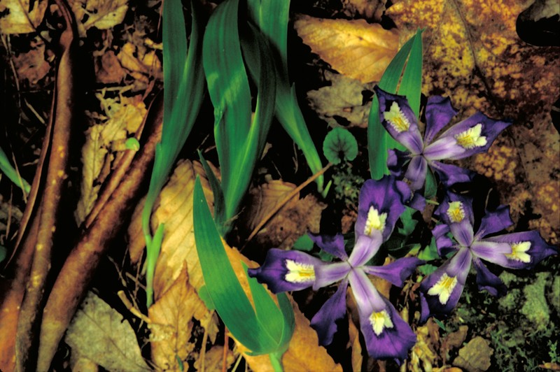 Dwarf Crested Iris photo 2