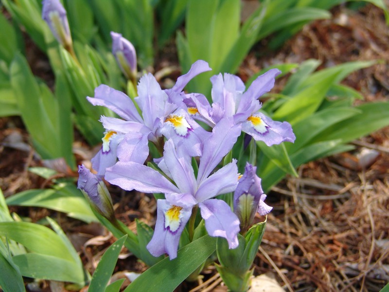 Dwarf Crested Iris photo 3