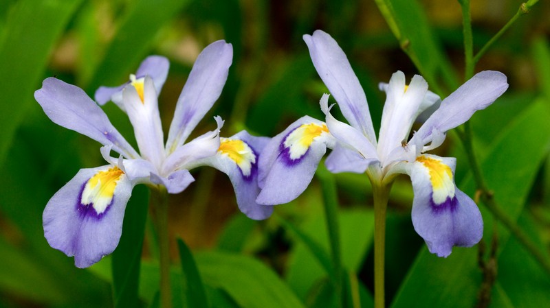 Dwarf Crested Iris