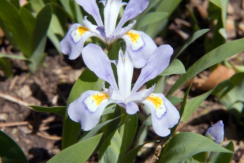 Dwarf Crested Iris photo 4
