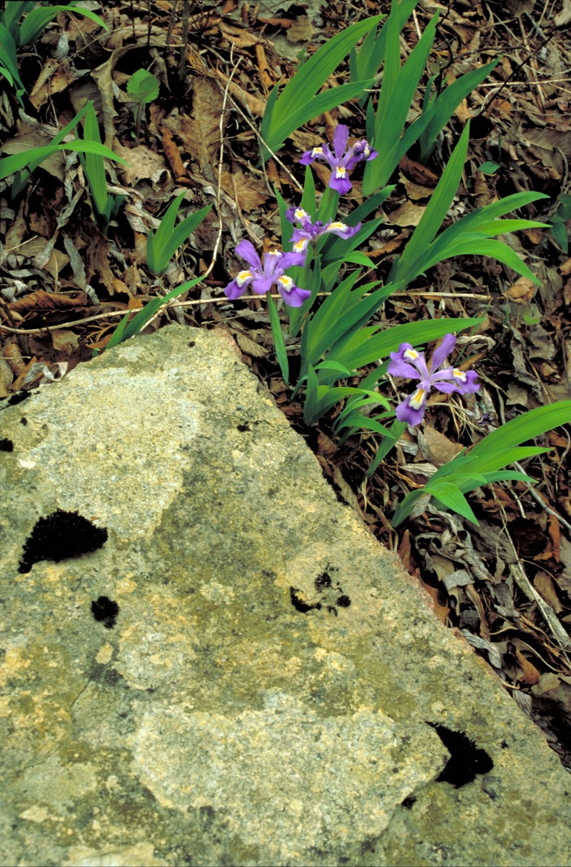 Dwarf Crested Iris photo 5