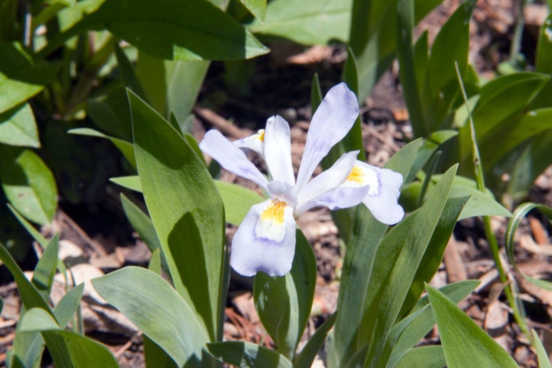 Dwarf Crested Iris photo 6