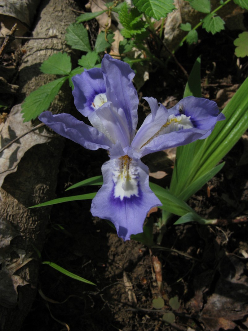 Dwarf Crested Iris photo 7