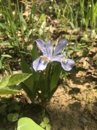 Dwarf Crested Iris