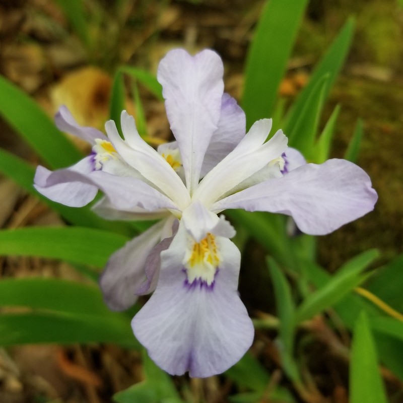 Dwarf Crested Iris photo 2