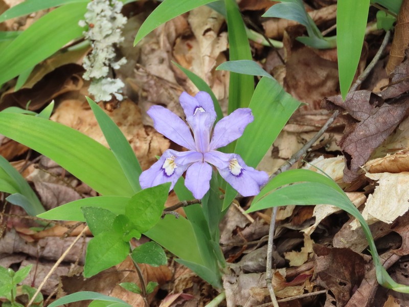 Dwarf Crested Iris photo 3