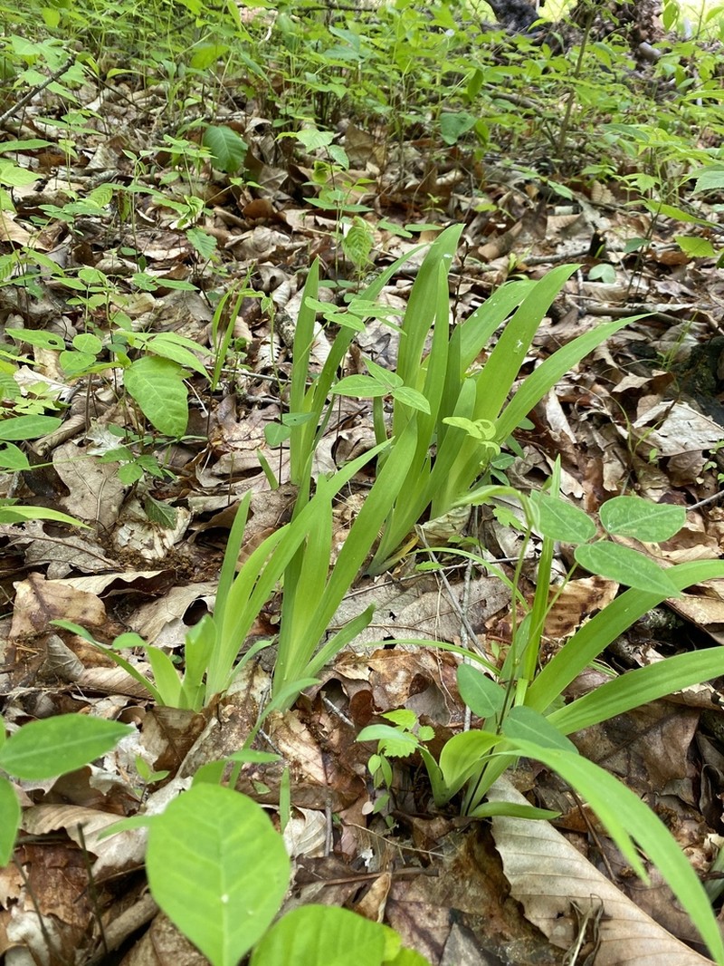 Dwarf Crested Iris photo 4