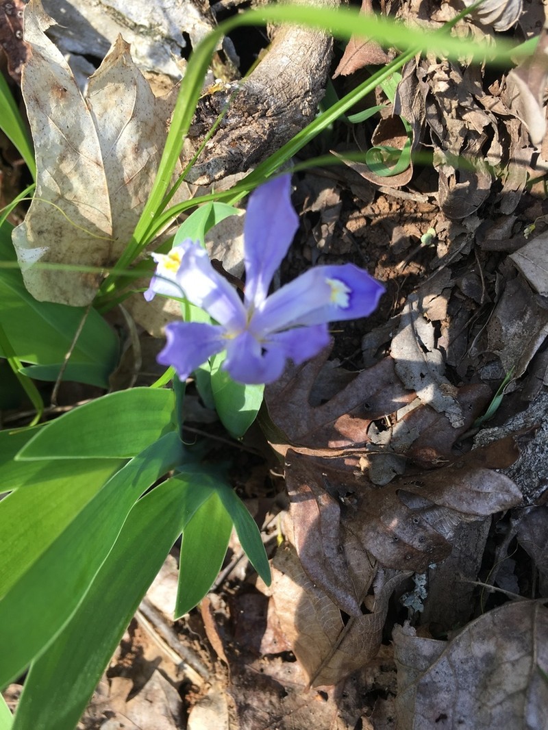 Dwarf Crested Iris photo 5