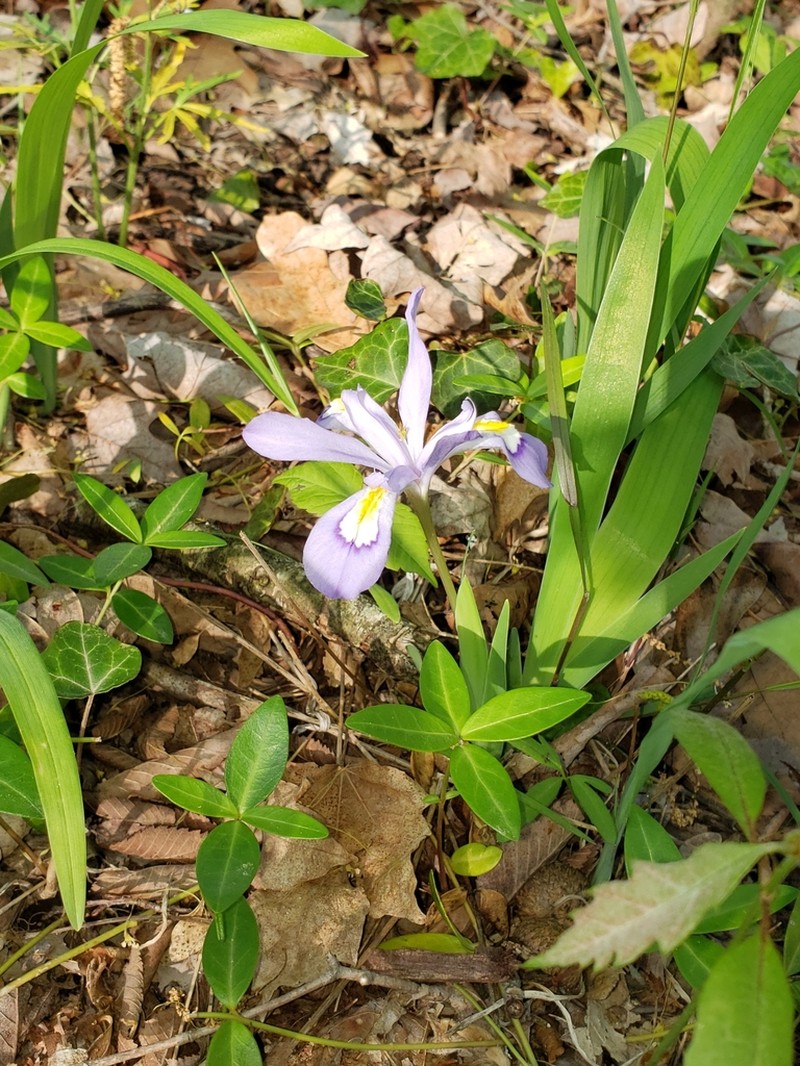 Dwarf Crested Iris photo 6